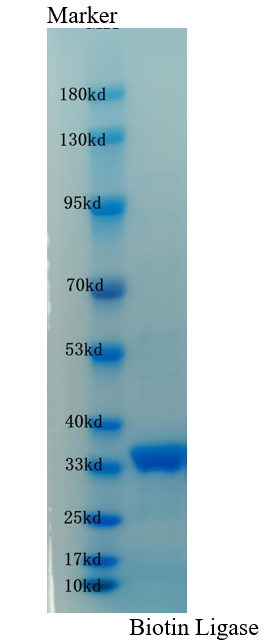 SDS-PAGE